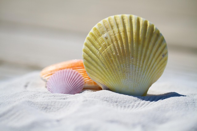 Brazil Beach Hotels for Coastal Holidays